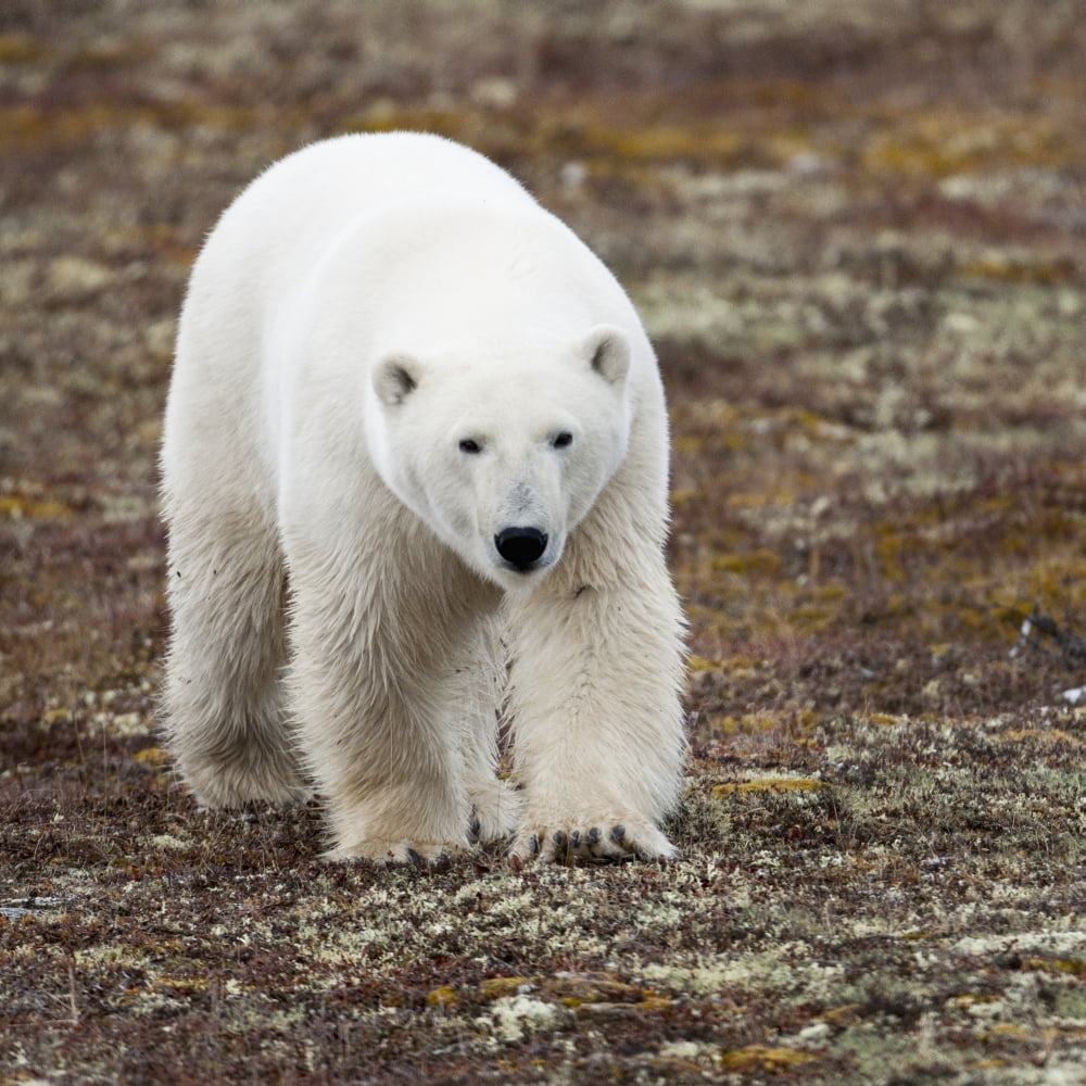A Polar Bear (Ursus Maritimus) Walking On The Tundra Churchill Manitoba Canada Canvas Art - Keith Levit Design Pics (15 x 15)