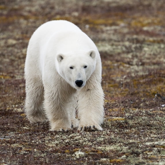 A Polar Bear Walking On The Tundra; Churchill Manitoba Canada Poster Print