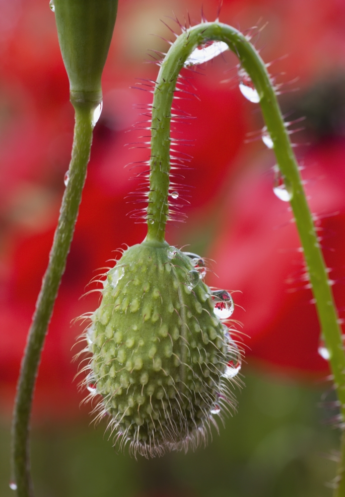 A Poppy Bud Covered With Dew Drops Northumberland England Canvas Art - John Short Design Pics (12 x 18)