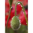 thumbnail image 1 of A Poppy Bud Covered With Dew Drops; Northumberland, England Poster Print (24 x 36), 1 of 3