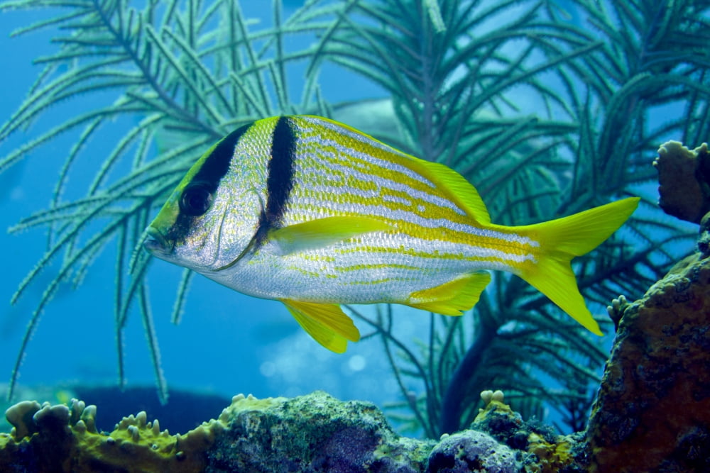 A Porkfish swims by sea plumes off the coast of Key Largo Florida Canvas Art - Michael WoodStocktrek Images (18 x 12)