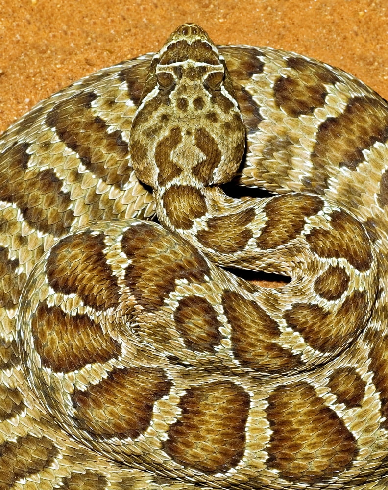 A Prairie Rattlesnake Crotalus Viridis Sitting On A Road Canvas Art - Jack Goldfarb Design Pics (24 x 30)