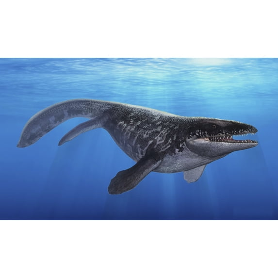 Prognathodon A Prognathodon saturator swimming in prehistoric waters Canvas Art ...