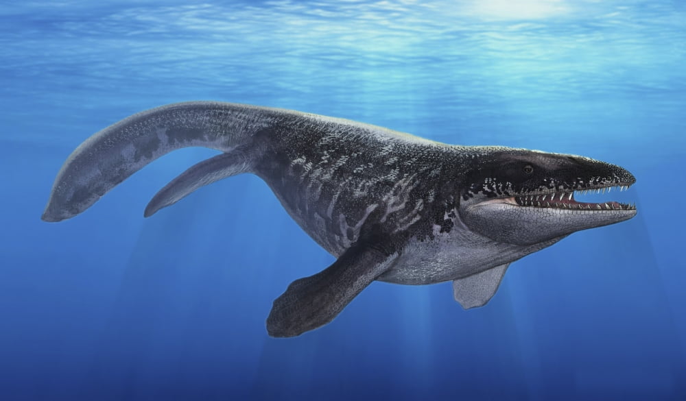 A Prognathodon saturator swimming in prehistoric waters Canvas Art - Sergey KrasovskiyStocktrek Images (37 x 22)