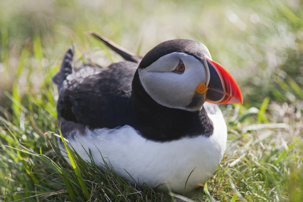 A Puffin Sitting On The Grass Shetland Scotland Canvas Art - John Short Design Pics (19 x 12)