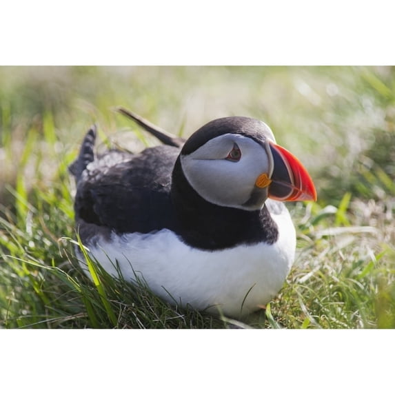 A Puffin Sitting On The Grass; Shetland Scotland Poster Print
