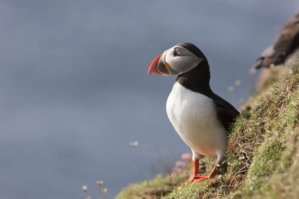 A Puffin Standing On A Steep Slope By The Water Shetland Scotland Canvas Art - John Short Design Pics (19 x 12)