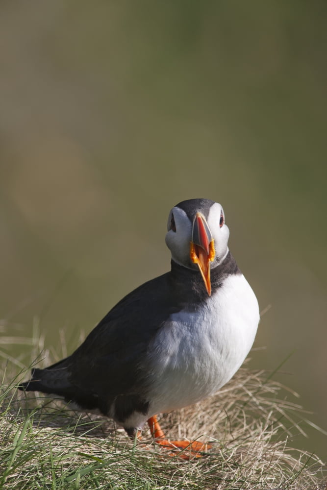 A Puffin With Its Beak Open Shetland Scotland Canvas Art - John Short Design Pics (12 x 19)