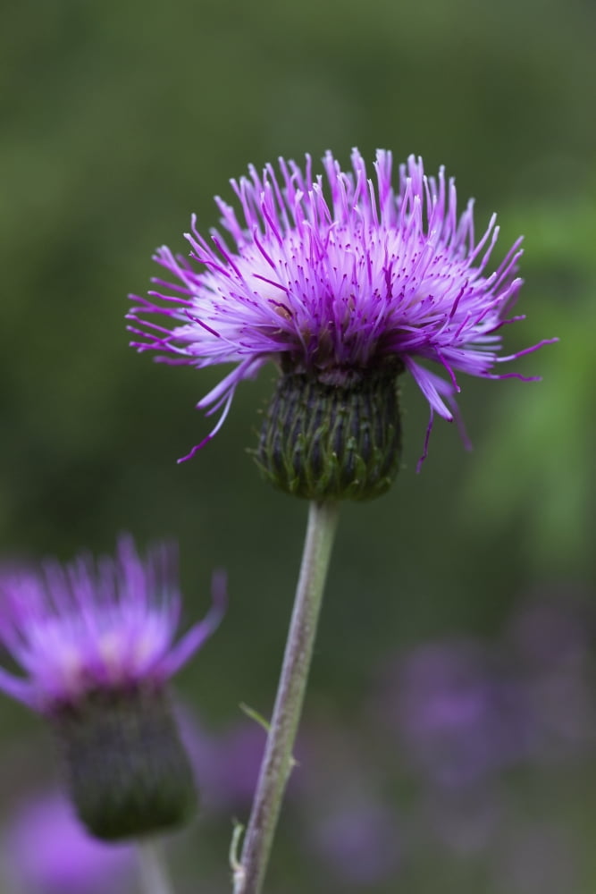 A Purple Flower Northumberland England Canvas Art - John Short Design Pics (24 x 38)