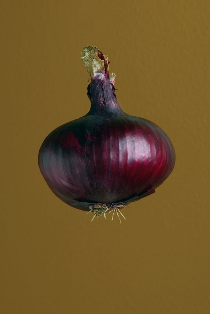 A Purple Onion Canvas Art - Darren Greenwood Design Pics (22 x 34)