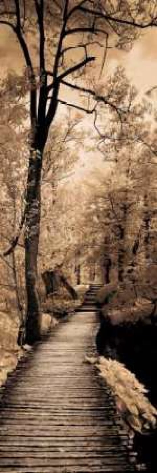 A Quiet Stroll I Canvas Art - Ily Szilagyi (8 x 24)