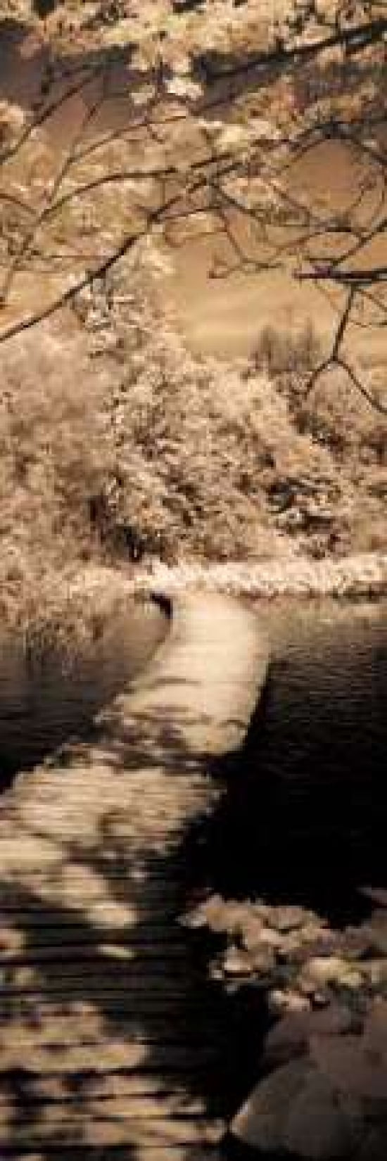 A Quiet Stroll II Canvas Art - Ily Szilagyi (8 x 24)