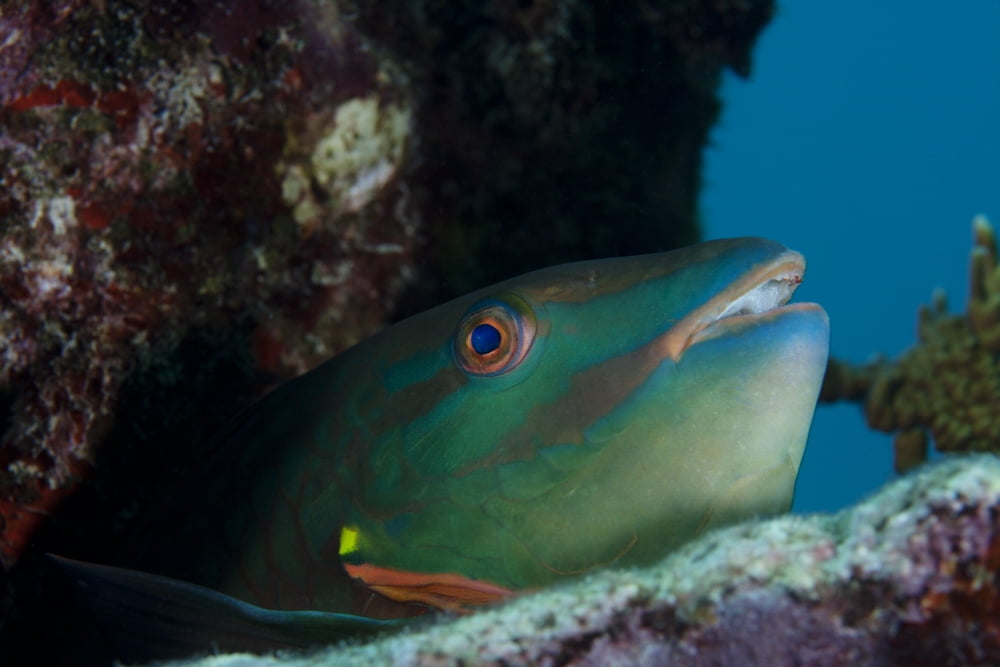 A Rainbow Parrotfish pokes its head out from a hole in the coral reef Canvas Art - Michael WoodStocktrek Images (18 x 12)