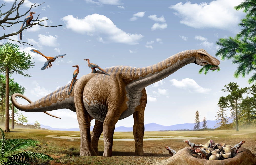A Rapetosaurus feeding on leaves with Rahonavis on its back Canvas Art - Mohamad HaghaniStocktrek Images (18 x 12)