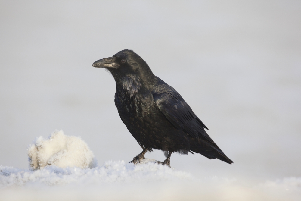 A Raven Perched On A Snow Bank Girdwood Southcentral Alaska Winter Canvas Art - Doug Lindstrand Design Pics (38 x 24)