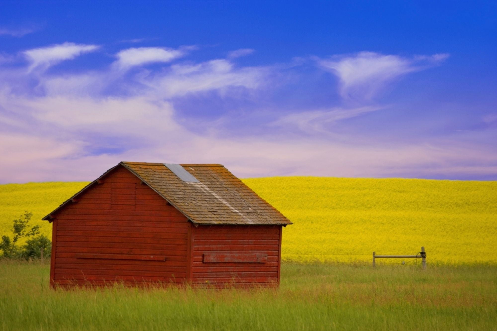 A Red Farm Building Against A Canola Field Canvas Art - Carson Ganci Design Pics (17 x 11)