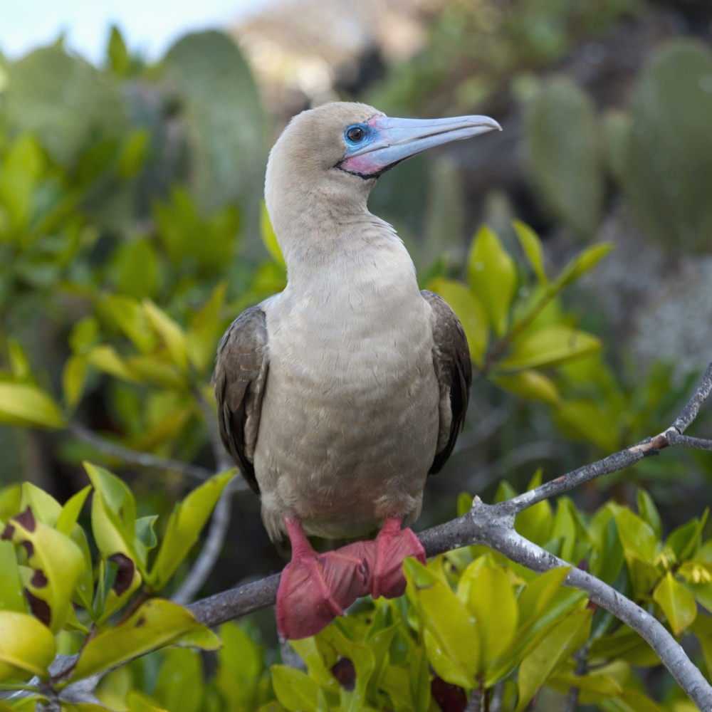 A Red-Footed Booby (Sula Sula) Galapagos Equador Canvas Art - Keith Levit Design Pics (15 x 15)