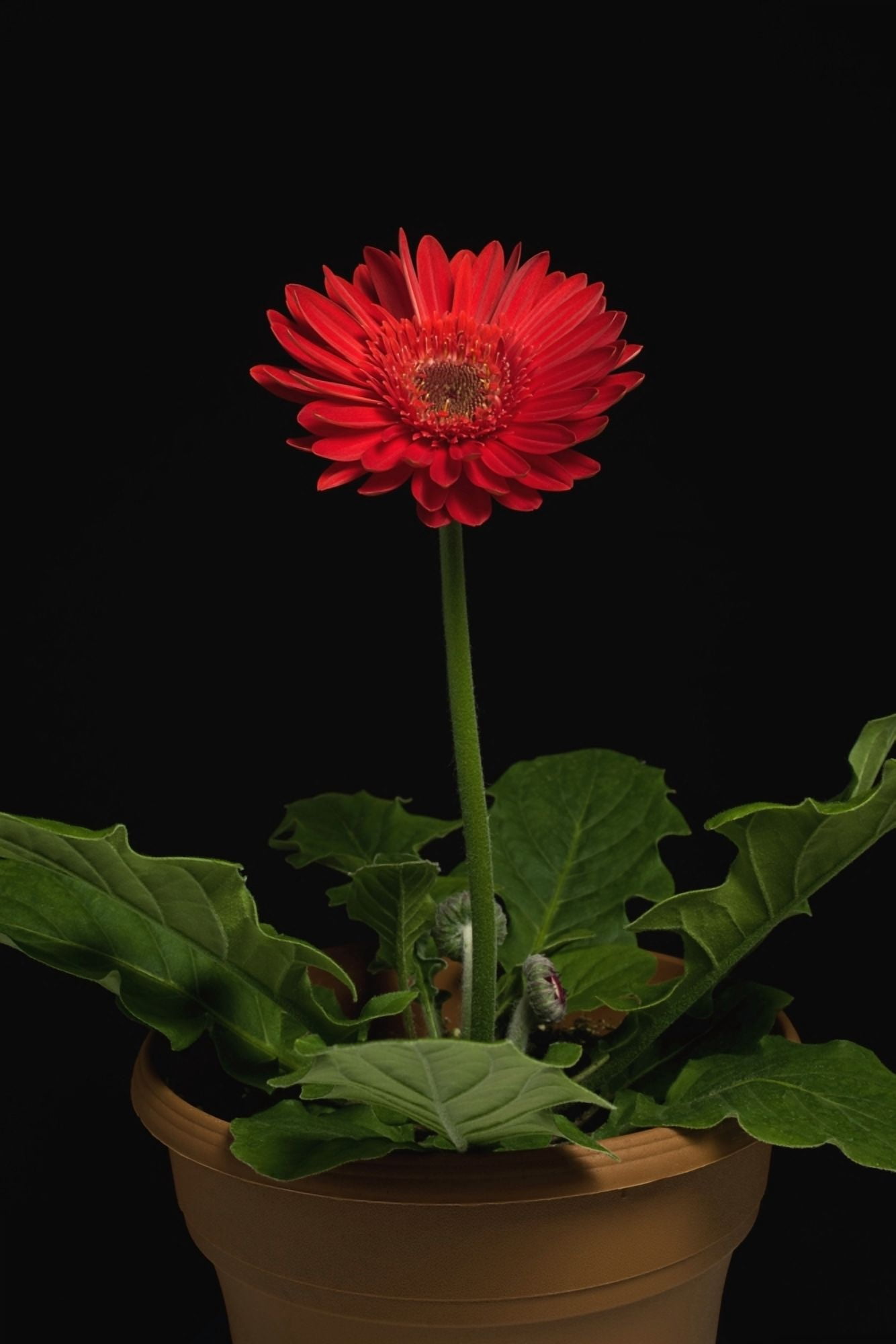 A Red Gerbera In A Pot Canvas Art - David Chapman Design Pics (12 x 18)