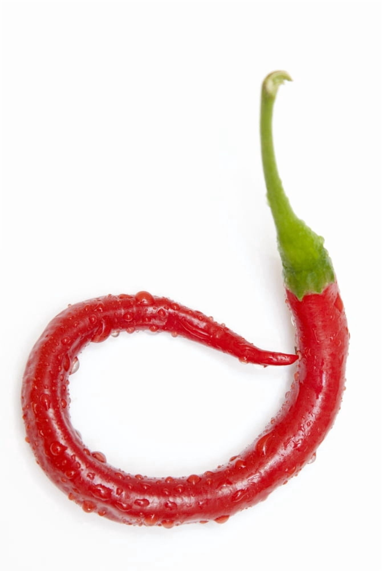 A Red Jalapeno Pepper That Has Curled Canvas Art - John Short Design Pics (12 x 19)