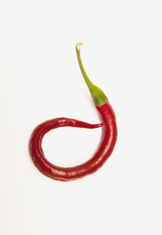 A Red Jalapeno Pepper That Has Curled Canvas Art - John Short Design Pics (24 x 36)