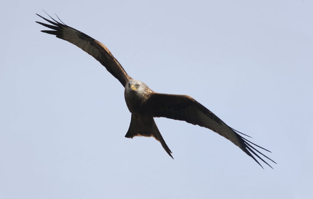A Red Kite (Milvus Milvus) Gatehouse Of Fleet Dumfries Scotland Canvas Art - John Short Design Pics (38 x 24)