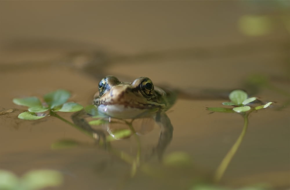 A Red-Legged Frog Floats In A Pond Astoria Oregon United States Of America Canvas Art - Robert L Potts  Design Pics (19 x 12)