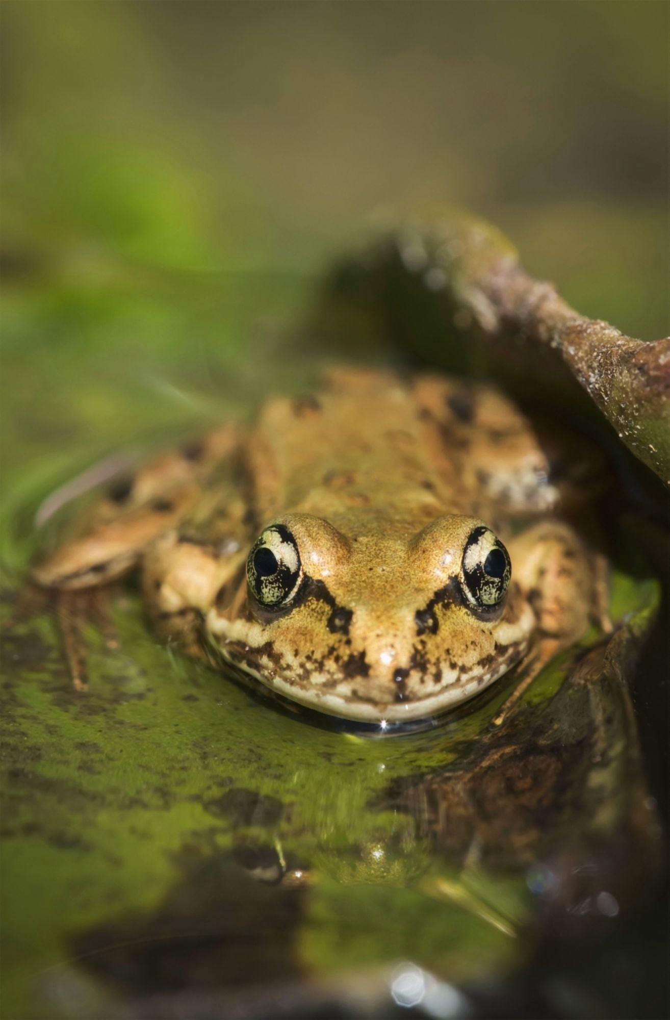 A Red-Legged Frog Rests On A Lily Pad Astoria Oregon United States Of America Canvas Art - Robert L Potts Design Pics (24 x 38)
