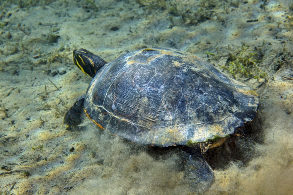 A Red-bellied Cooter turtle on the sandy bottom of Morrison Springs Canvas Art - Michael WoodStocktrek Images (18 x 12)