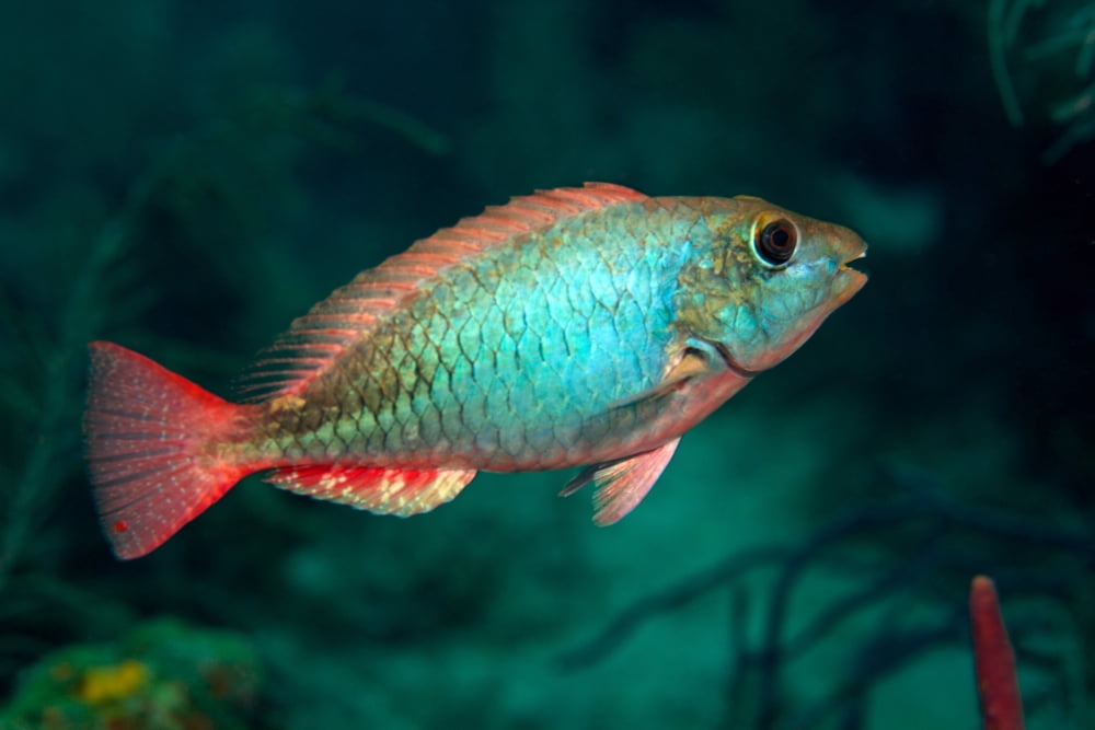 A Redband Parrotfish floats motionless off the coast of Key Largo Florida Canvas Art - Michael WoodStocktrek Images (18 x 12)