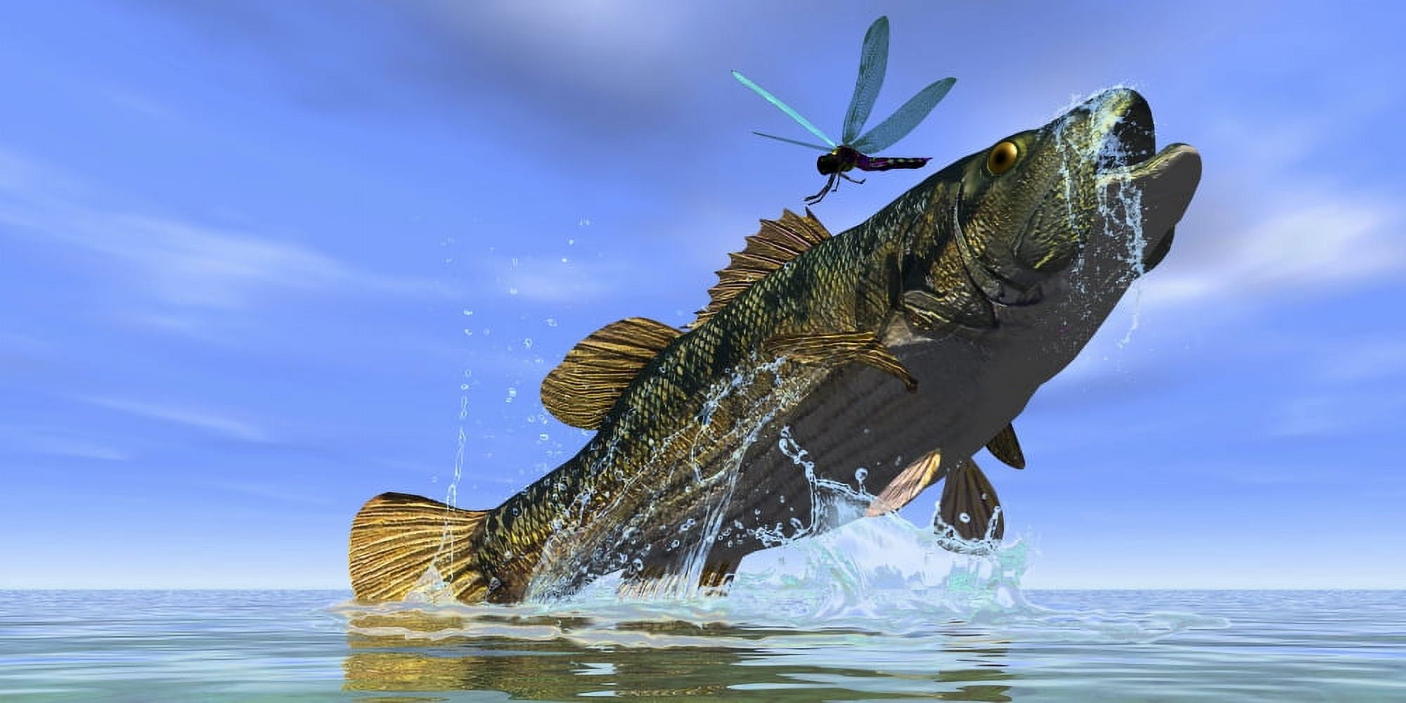 A Redeye Bass jumps but just misses a colorful dragonfly Canvas Art - Corey FordStocktrek Images (20 x 10)