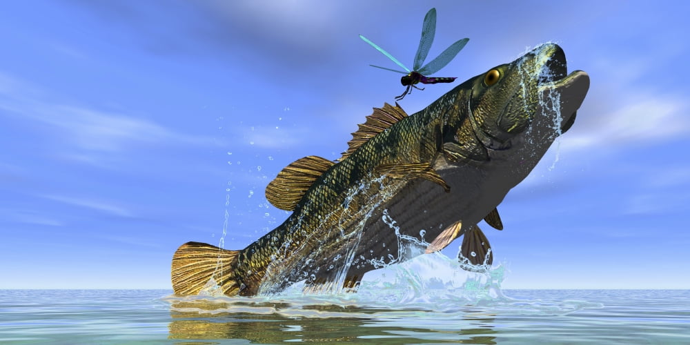 A Redeye Bass jumps but just misses a colorful dragonfly Canvas Art - Corey FordStocktrek Images (40 x 20)