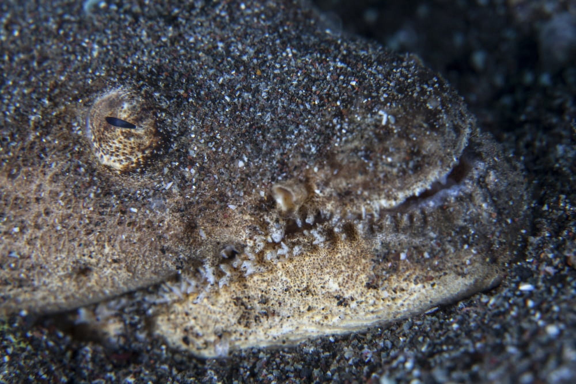 A Reptilian snake eel hides in sand Canvas Art - Ethan DanielsStocktrek Images (34 x 23)