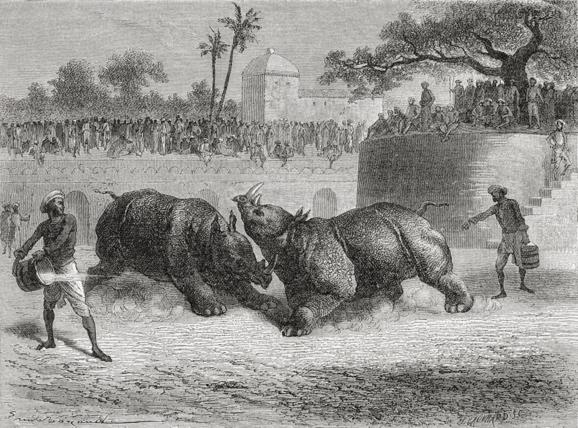 A Rhinoceros Fight In Baroda India In The 19Th Century From El Mundo En La Mano Published 1878 Canvas Art - Ken Welsh Design Pics (17 x 12)