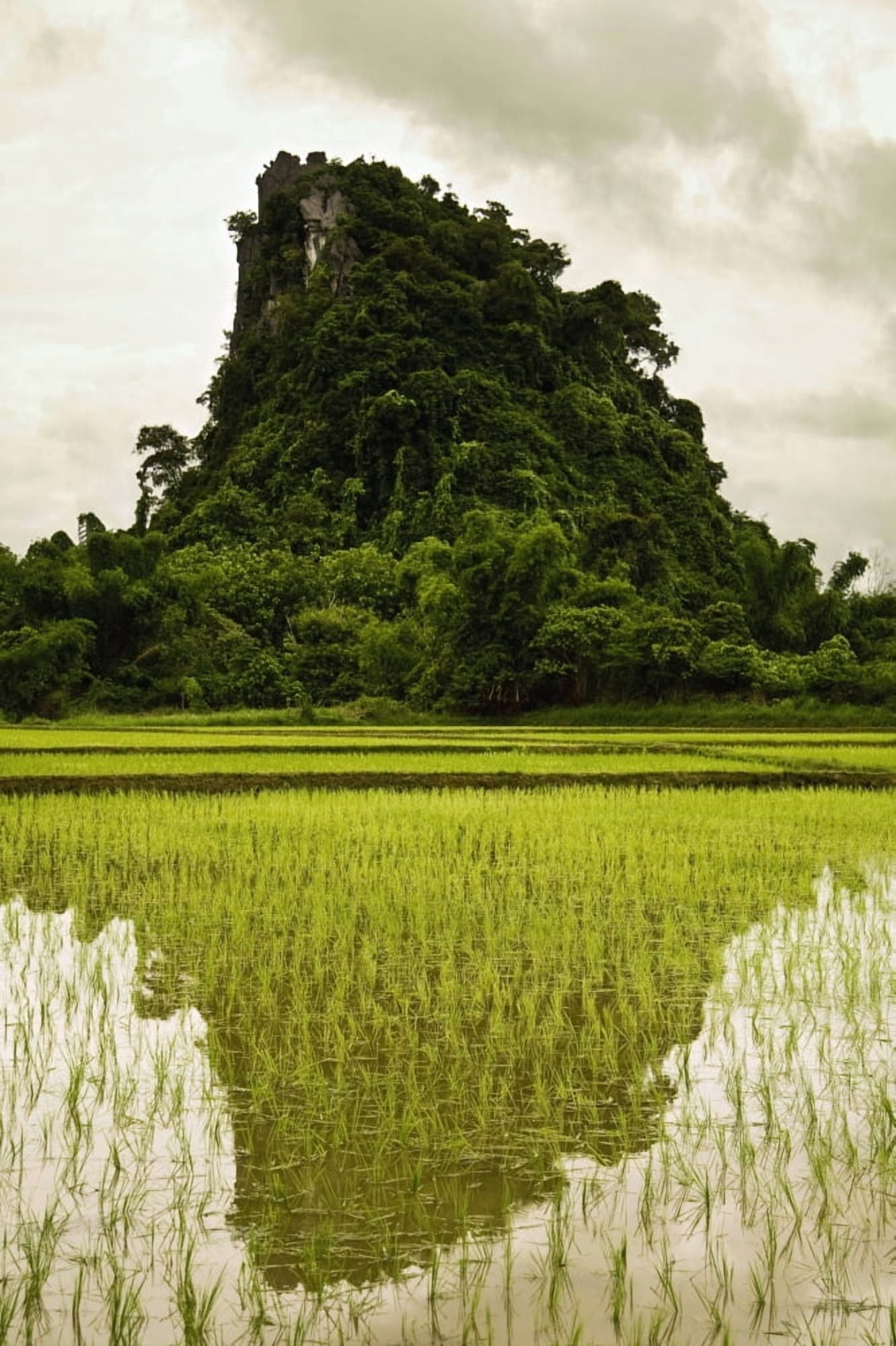 A Rice Field In Asia Canvas Art - Nathan Lau Design Pics (12 x 19)