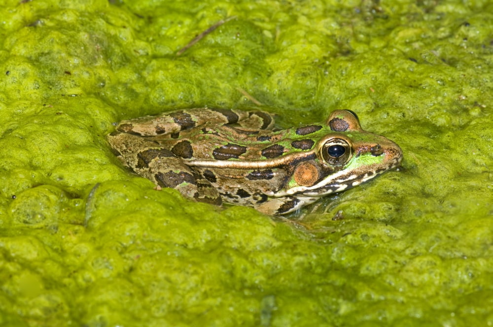 A Rio Grande Leopard Frog Sitting On A Bed Of Algae Canvas Art - Jack Goldfarb Design Pics (17 x 11)