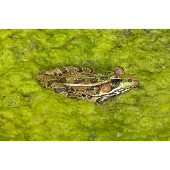 A Rio Grande Leopard Frog Sitting On A Bed Of Algae Canvas Art - Jack Goldfarb Design Pics (17 x 11)