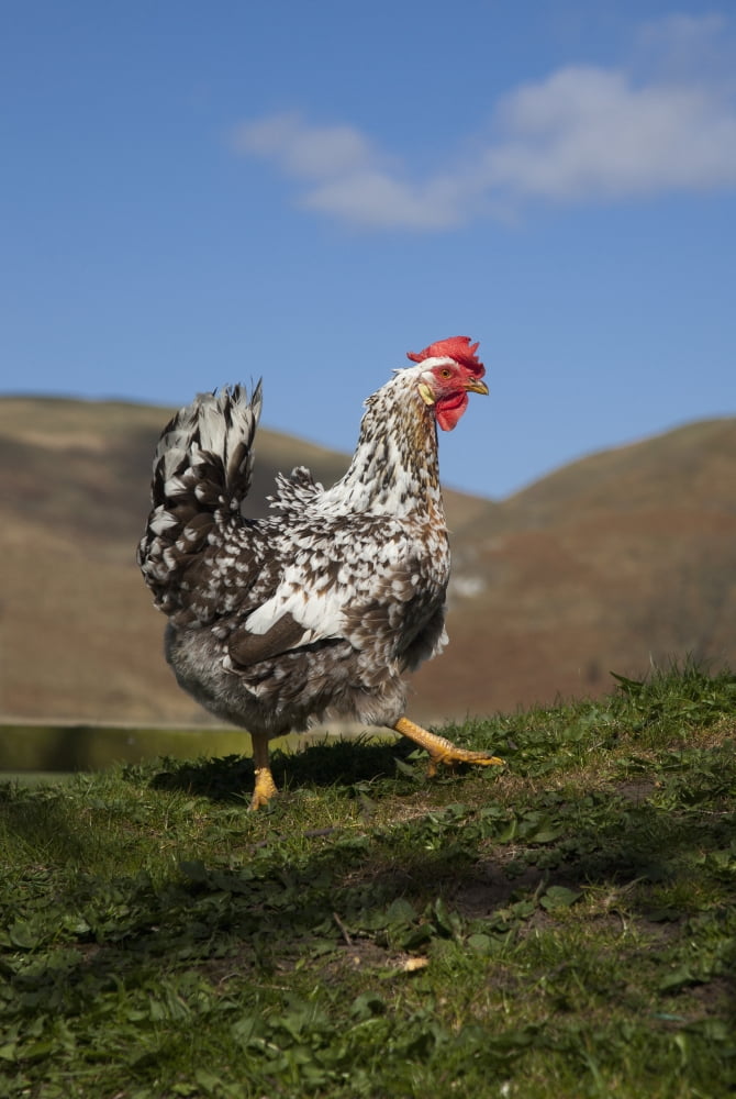 A Rooster Cheviots Northumberland England Canvas Art - John Short Design Pics (12 x 19)