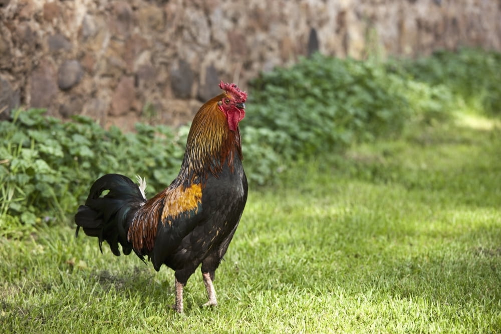 A Rooster Northumberland England Canvas Art - John Short Design Pics (38 x 24)