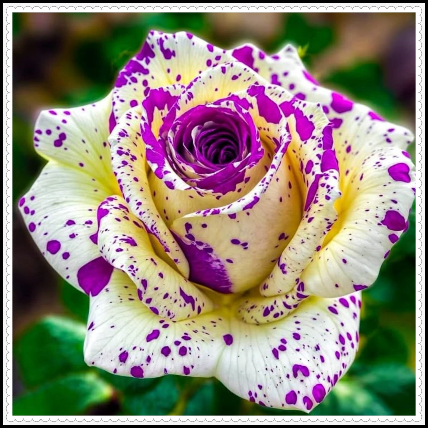 (A)-Rose Bulbs-Shade-Loving-Hard-Resistant-Ornamental Plants for ...