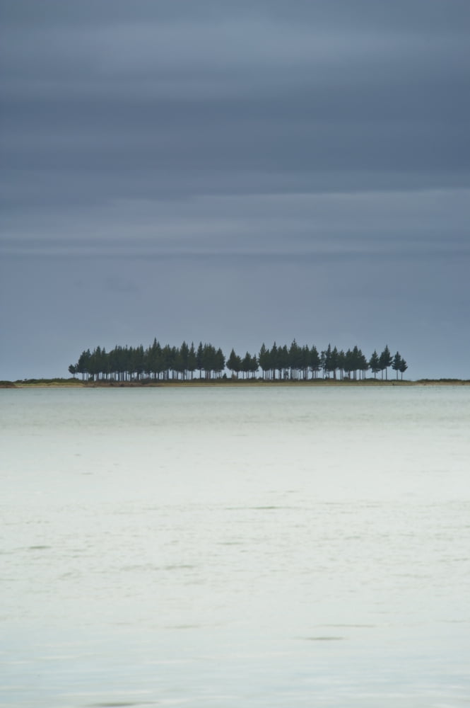 A Row Of Trees Along The Coast Farewell Spit South Island New Zealand Canvas Art - David DuChemin Design Pics (24 x 38)