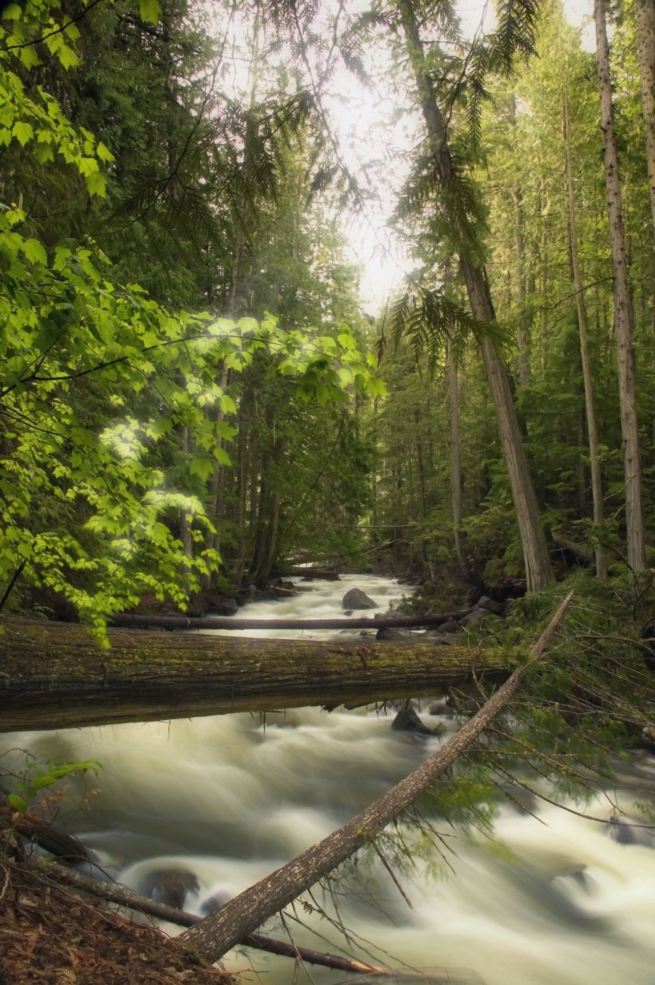 A Rushing River In A Forest Canvas Art - Carson Ganci Design Pics (11 x 17)