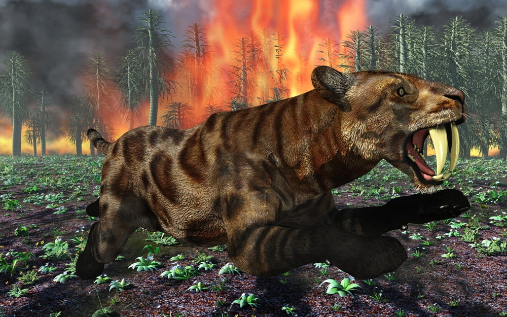 A Saber-Toothed Tiger running away from a forest fire Canvas Art - Mark StevensonStocktrek Images (18 x 12)