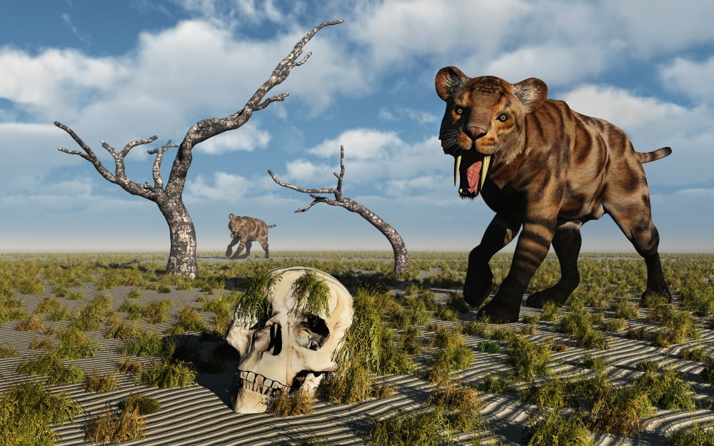 A Sabre Tooth Tiger discovers a humanoid skull Canvas Art - Mark StevensonStocktrek Images (18 x 12)
