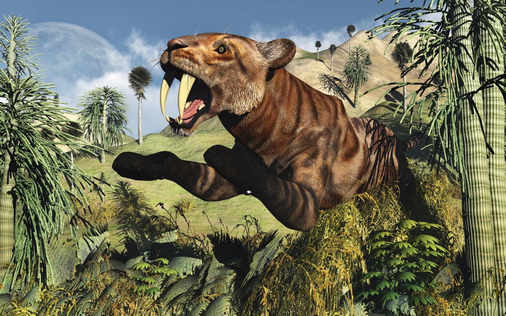 A Sabre Tooth Tiger springs its trap as it leaps out at any ususpecting prey Canvas Art - Mark StevensonStocktrek Images (18 x 12)