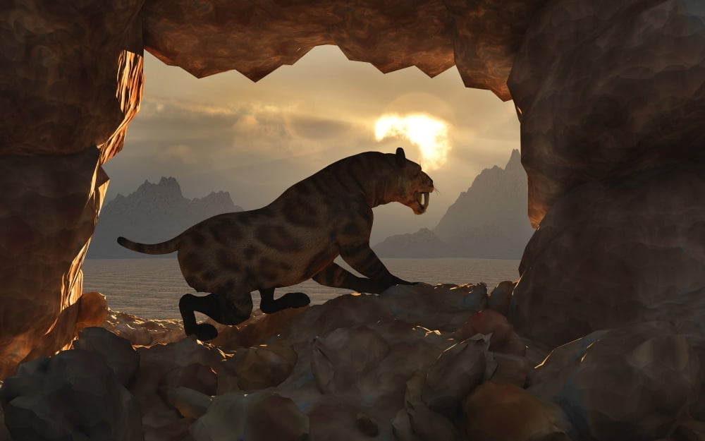 A Sabre Tooth Tiger stands in the entrance to his home Canvas Art - Mark StevensonStocktrek Images (36 x 23)
