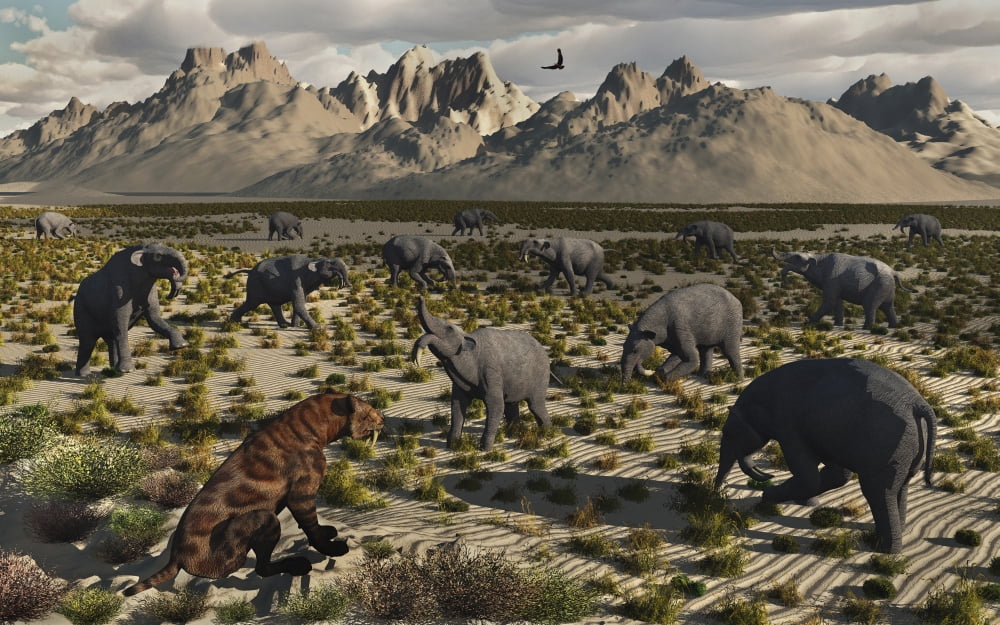 A Sabre-Toothed Tiger stalks a herd of Deinotherium Canvas Art - Mark StevensonStocktrek Images (36 x 23)