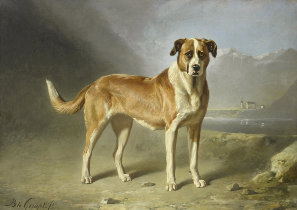 A Saint Bernard Dog Canvas Art - (24 x 18)