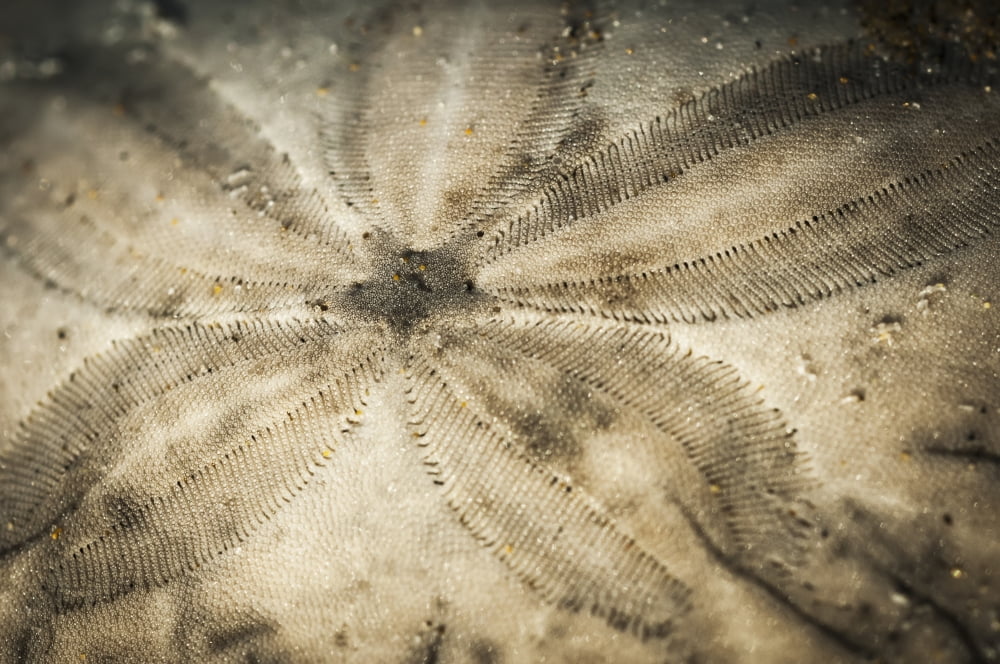 A Sand Dollar Lies On The Beach Cannon Beach Oregon United States Of America Canvas Art - Robert L Potts Design Pics (19 x 12)