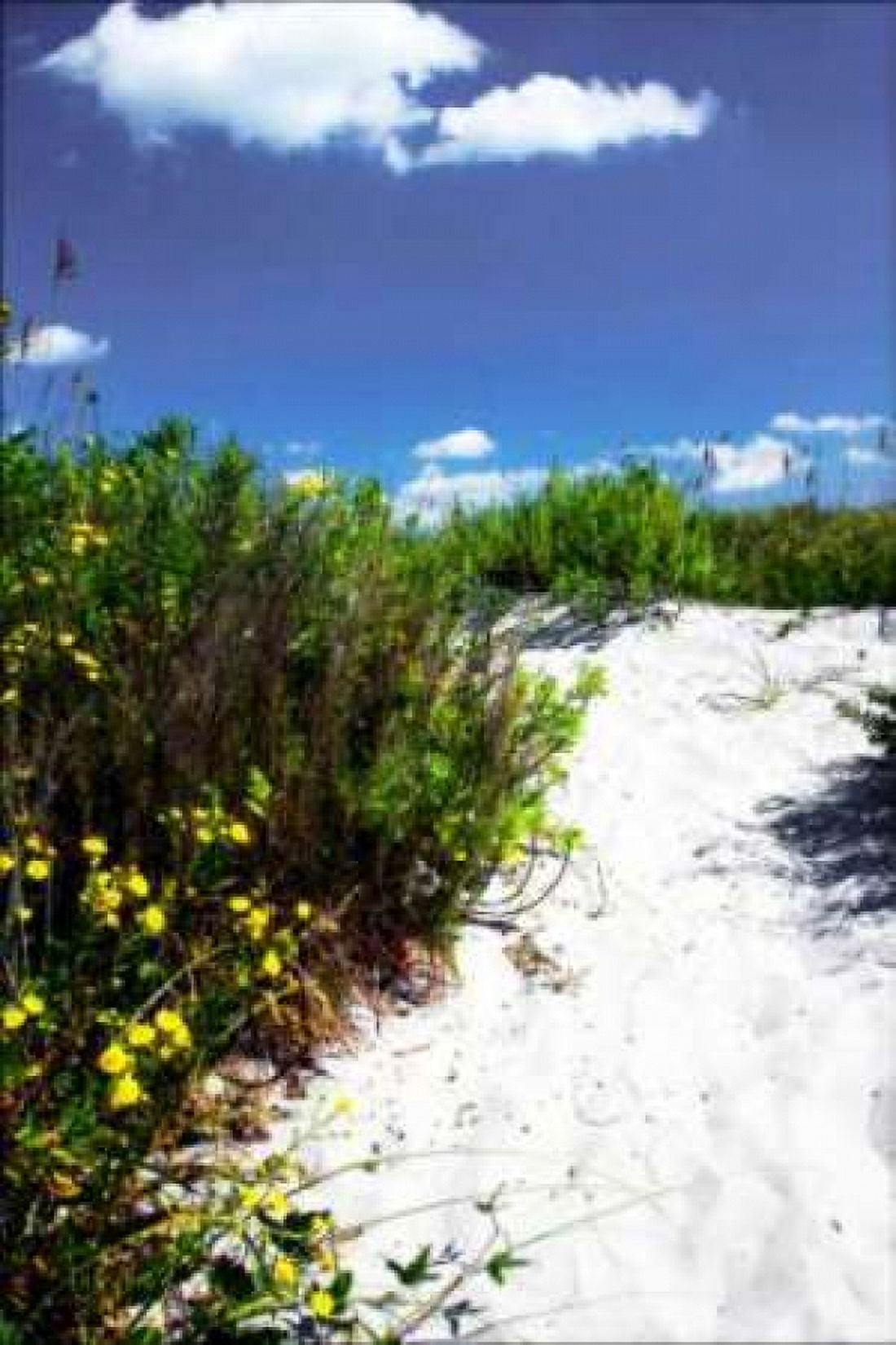 A Sandy Pathway I Canvas Art - Alan Hausenflock (24 x 36)