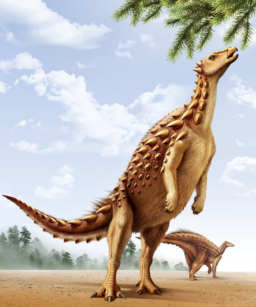 A Scelidosaurus standing on its hind legs eating conifer leaves Canvas Art - Mohamad HaghaniStocktrek Images (26 x 32)